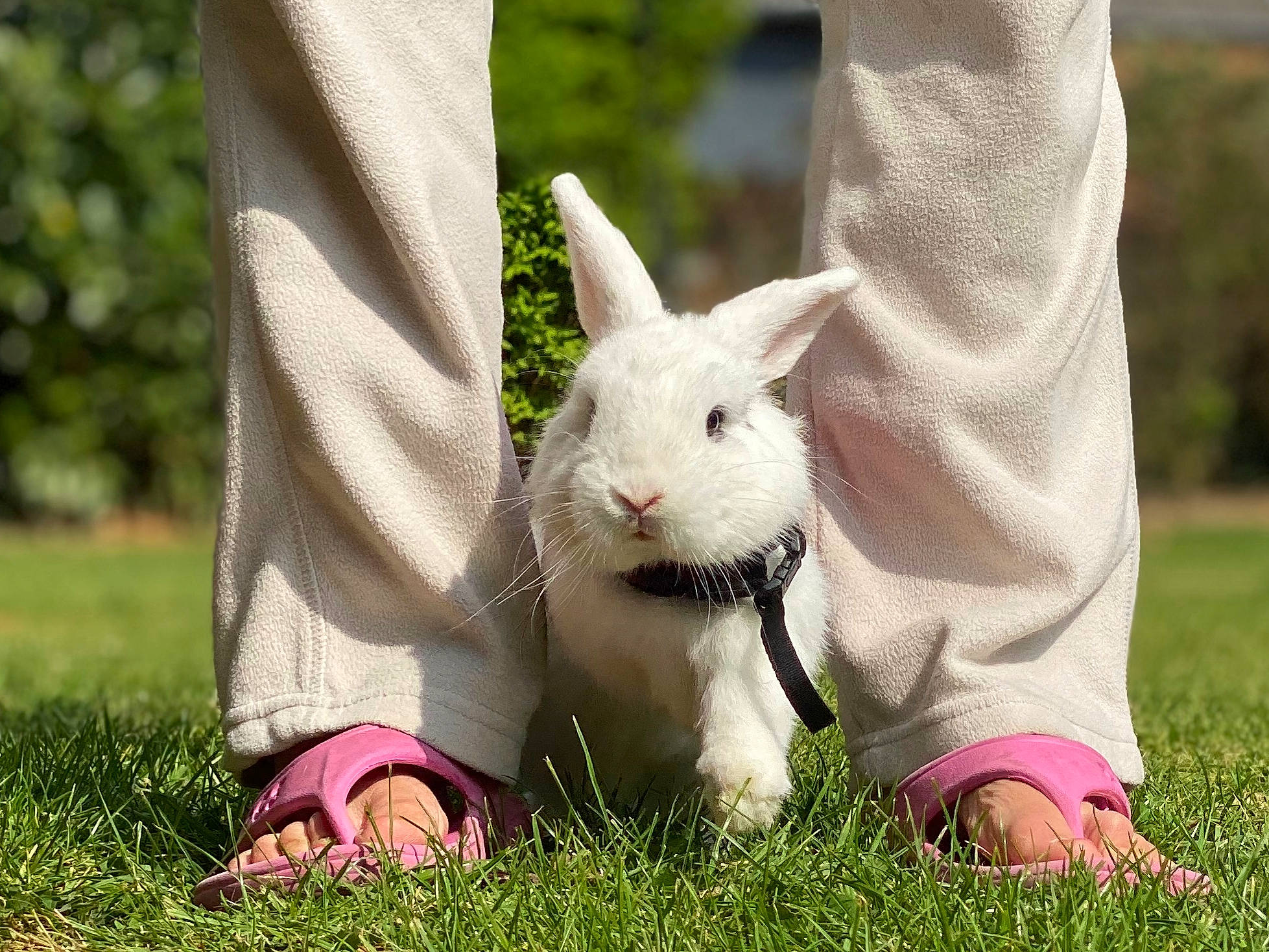 Wooh participe au concours pour gagner de l'argent avec cette photo : domestic_rabbit, ear, easter_bunny, grass, hare, meadow, plant, rabbit, rabbits_and_hares