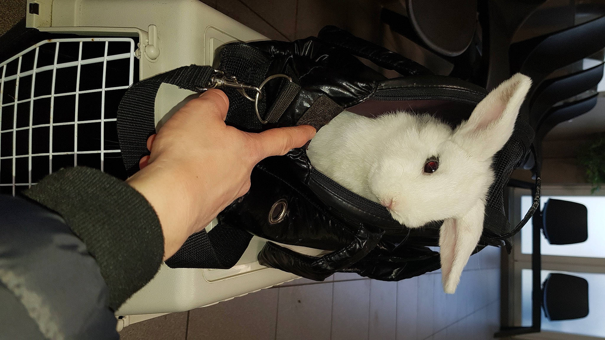 Wooh a rejoint le concours — aidez-le/la à gagner de superbes lots ! canidae, ear, rabbit, rabbits_and_hares