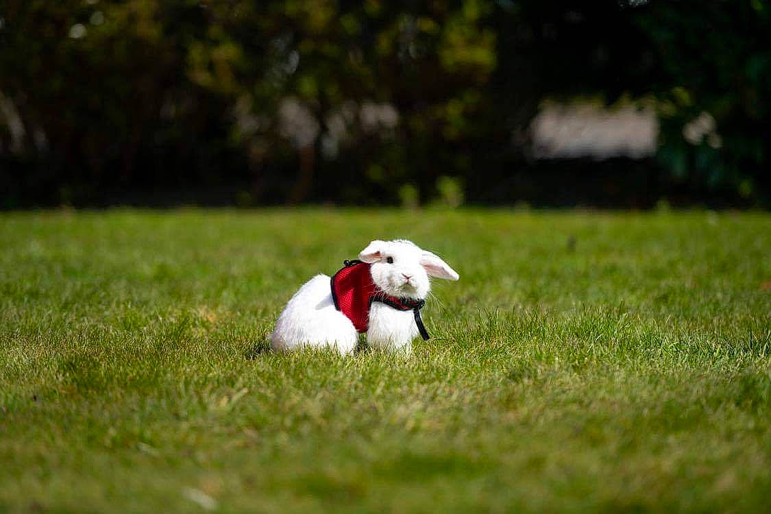 Wooh a rejoint le concours — aidez-le/la à gagner de superbes lots ! canidae, carnivore, companion_dog, dog, dog_breed, ear, grass, jack_russell_terrier, lawn, mammal, meadow, non_sporting_group, parson_russell_terrier, pasture, plant, pointer, puppy, sporting_group, terrier