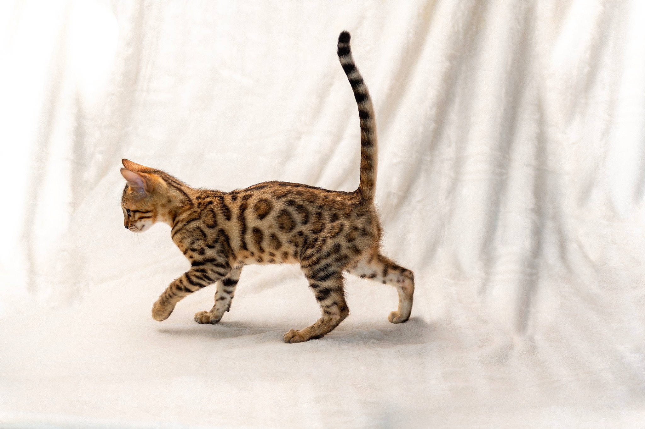 Ula participe au concours pour gagner de l'argent avec cette photo : carnivore, cat, claw, domestic_short_haired_cat, felidae, foot, fur, head, paw, small_to_medium_sized_cats, snout, tail, terrestrial_animal, toy, whiskers, wildlife, wood