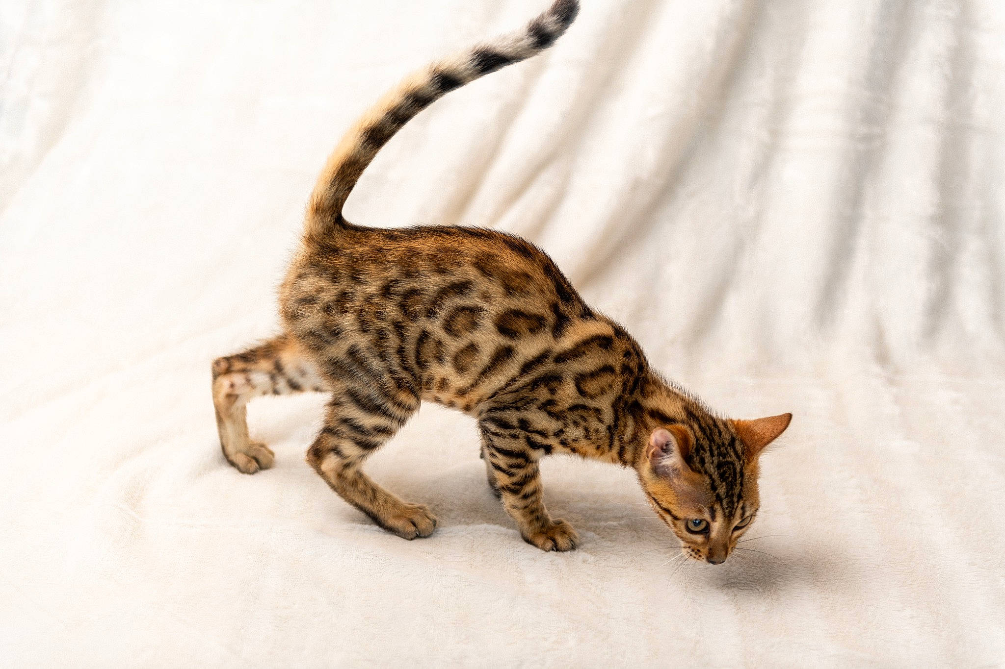 Ula participe au concours pour gagner de l'argent avec cette photo : carnivore, cat, claw, felidae, fur, paw, small_to_medium_sized_cats, snout, snow, tail, terrestrial_animal, whiskers, wildlife