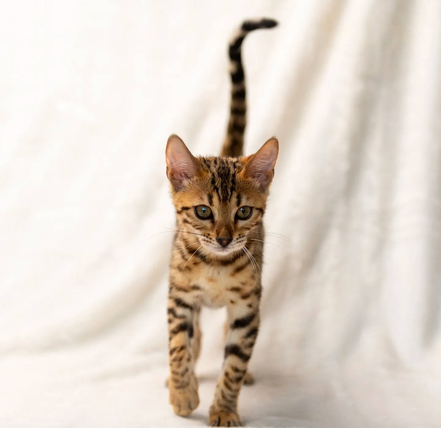 Ula a rejoint le concours — aidez-le/la à gagner de superbes lots ! carnivore, cat, claw, domestic_short_haired_cat, eye, fawn, felidae, fur, paw, small_to_medium_sized_cats, snout, tail, terrestrial_animal, whiskers, wildlife