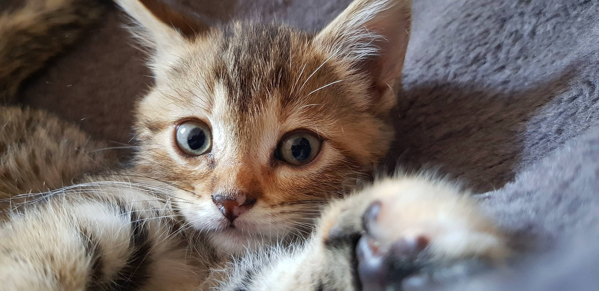 Nala participe au concours pour gagner de l'argent avec cette photo : aegean_cat, american_wirehair, asian, carnivore, cat, close_up, domestic_short_haired_cat, european_shorthair, eye, felidae, kitten, mammal, polydactyl_cat, singapura, skin, small_to_medium_sized_cats, snout, tabby_cat, vertebrate, whiskers