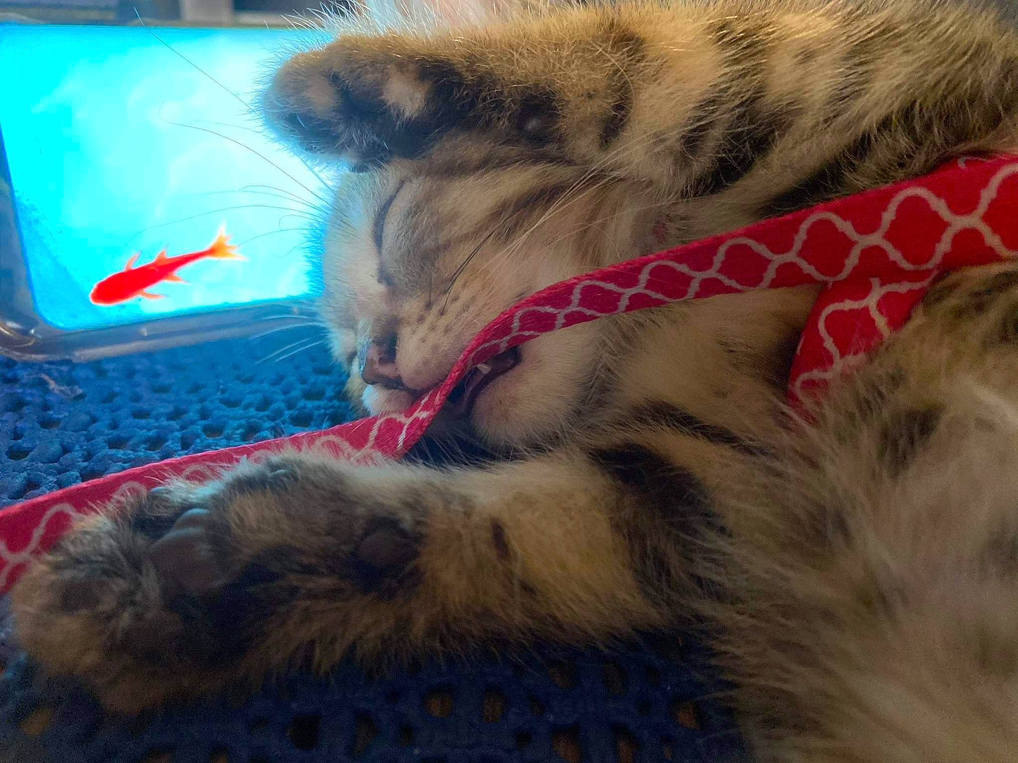 Nala a rejoint le concours — aidez-le/la à gagner de superbes lots ! carnivore, cat, claw, fawn, felidae, fur, kitten, nap, paw, small_to_medium_sized_cats, tabby_cat, whiskers