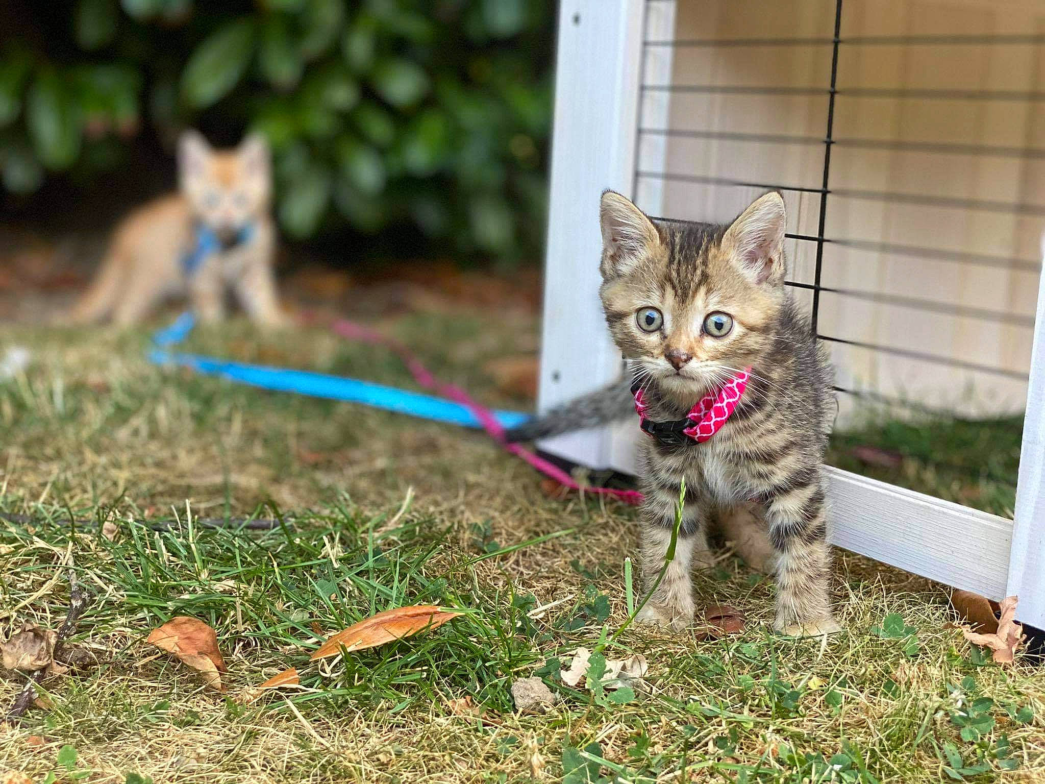 Nala a rejoint le concours — aidez-le/la à gagner de superbes lots ! asian, bengal, carnivore, cat, domestic_short_haired_cat, european_shorthair, eye, felidae, grass, kitten, mammal, ocicat, organism, pixie_bob, small_to_medium_sized_cats, tabby_cat, toyger, vertebrate, whiskers, wild_cat