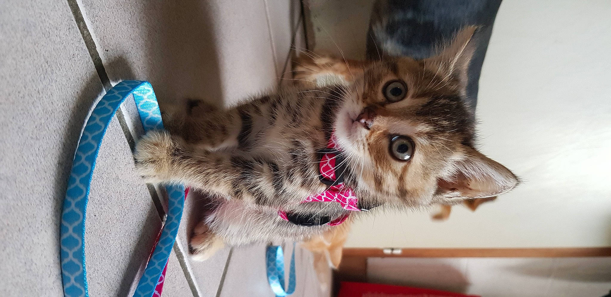 Nala a rejoint le concours — aidez-le/la à gagner de superbes lots ! asian, carnivore, cat, domestic_long_haired_cat, domestic_short_haired_cat, dragon_li, european_shorthair, felidae, fur, kitten, maine_coon, mammal, norwegian_forest_cat, pixie_bob, ragamuffin, siberian, small_to_medium_sized_cats, tabby_cat, vertebrate, whiskers