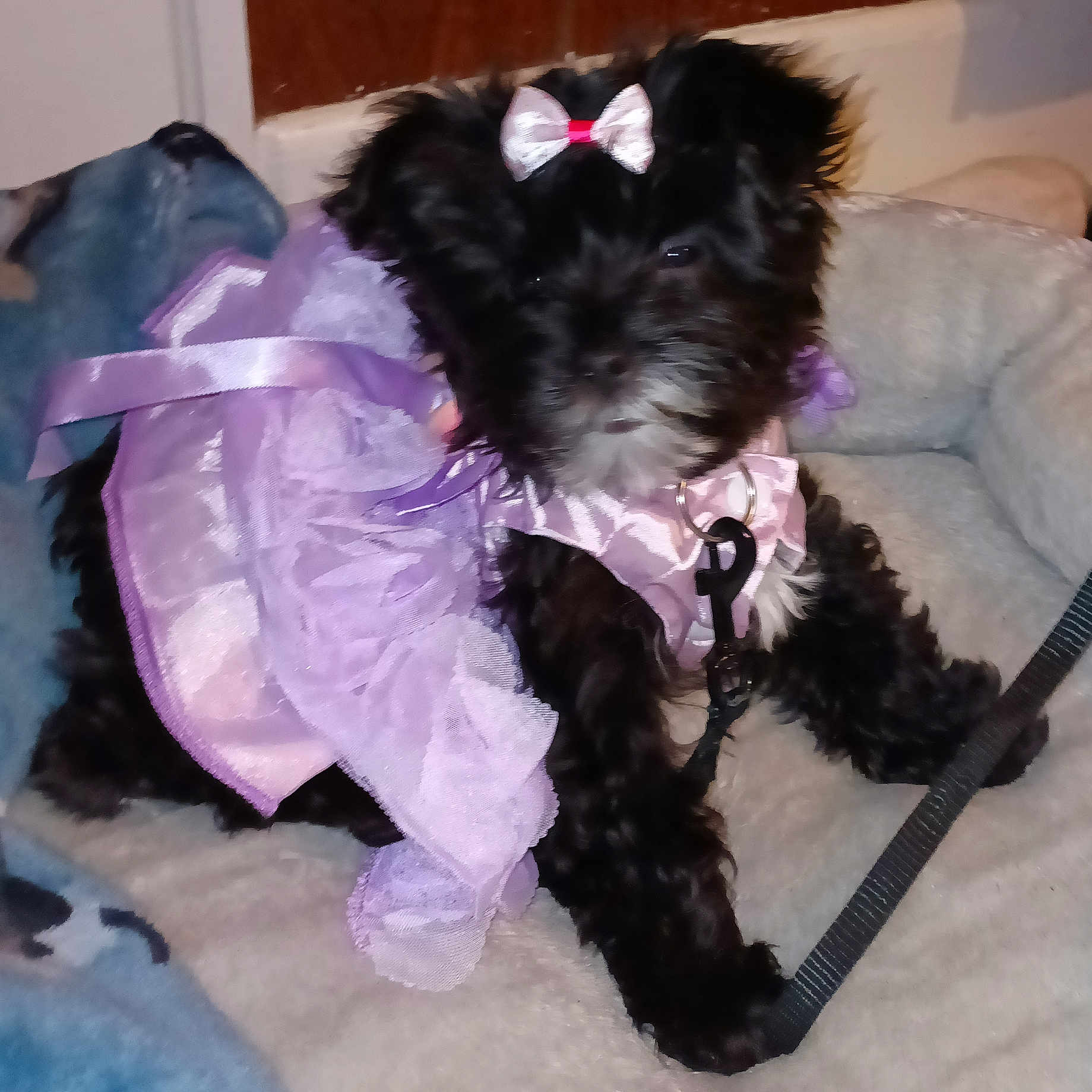 Pauline Miller is registered to the contest to win money with this photo: accessories, affenpinscher, animal, canine, clothing, coat, cockerspaniel, couch, dog, dress, formalwear, furniture, pet, poodle, puppy, purple, strap, terrier, tie, velvet