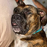 Maddie is registered to the contest to win money with this photo: dog, sleeping, brindle, close_up, collar, pillow, bed, pet, muzzle, nose, teeth, tongue, ear, whiskers, chest, tattooed_arm, indoor, portrait, relaxed, cute