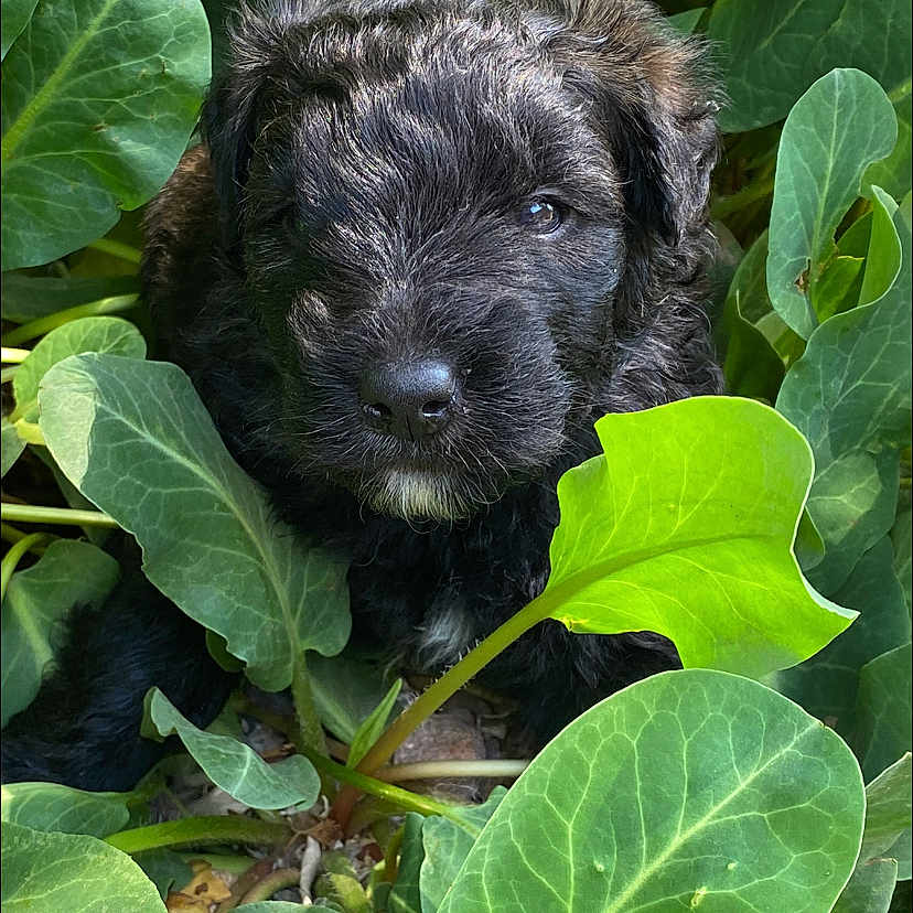 Juliette