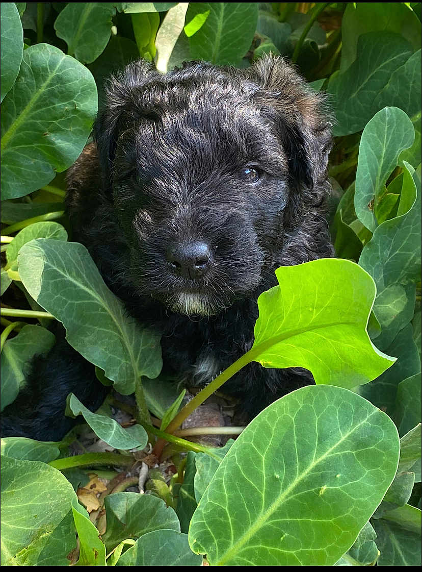 Juliette