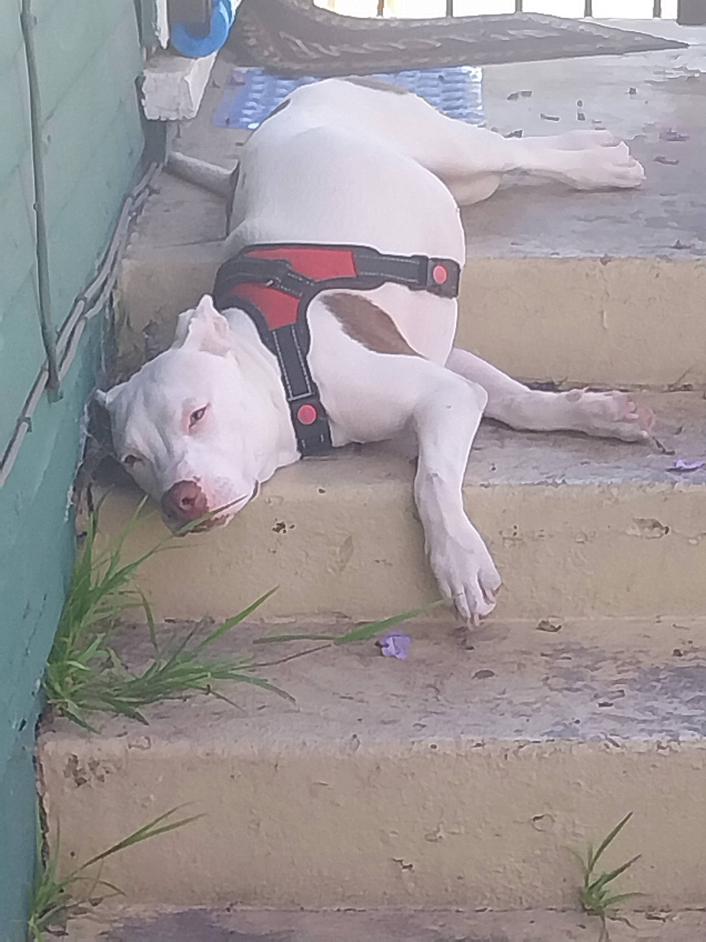 Amazon joined the competition — help win amazing prizes! animal, canine, closeup, concrete, daytime, dog, grass, harness, lazy, outdoor, pet, portrait, relaxed, resting, sidewalk, sleepy, stairs, summer, sunny, white_dog