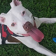 Amazon is registered to the contest to win money with this photo: dog, white_dog, brown_patch, tongue_out, harness, grass, green_grass, pet, animal, canine, playful, outdoor, happy, chew_toy, blue_toy, lying_down, looking_up, ears_up, friendly, close_up