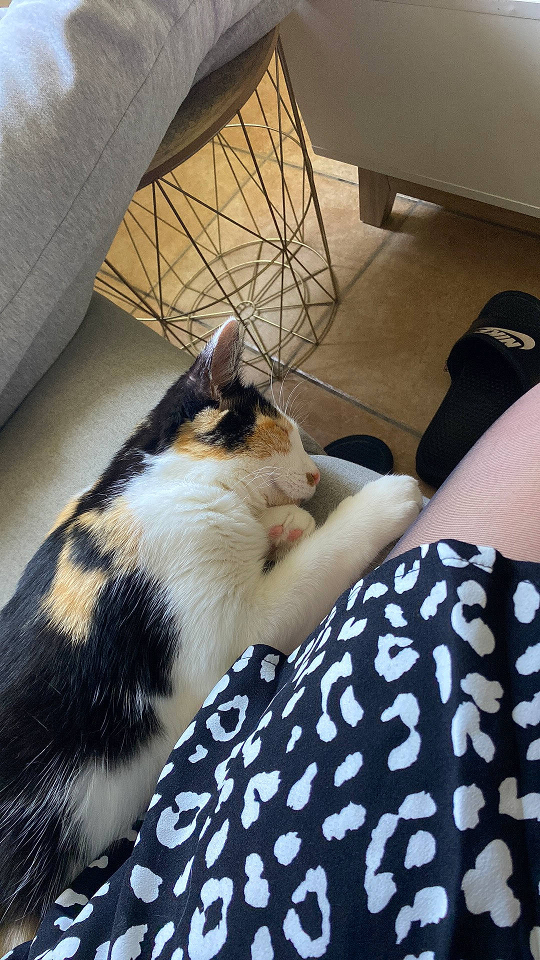 Tagada participe au concours pour gagner de l'argent avec cette photo : automotive_tire, bedding, carnivore, cat, comfort, domestic_short_haired_cat, felidae, flooring, foot, fur, human_leg, linens, nap, pattern, room, small_to_medium_sized_cats, tail, thigh, whiskers, wood