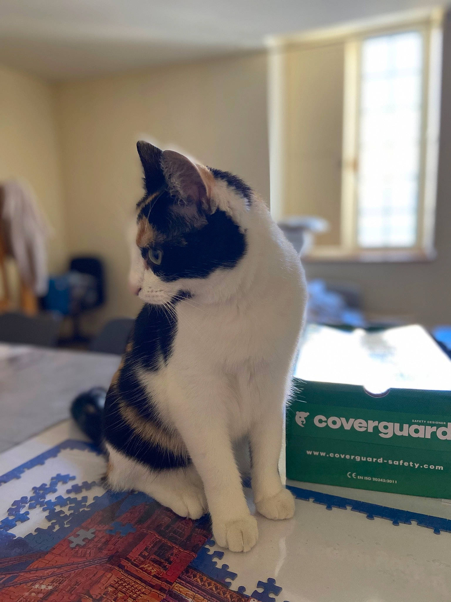 Tagada participe au concours pour gagner de l'argent avec cette photo : carnivore, cat, domestic_short_haired_cat, electric_blue, felidae, flooring, font, formal_wear, fur, room, small_to_medium_sized_cats, tail, whiskers, window, wood