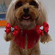 Emy a rejoint le concours — aidez-le/la à gagner de superbes lots ! dog, pet, fluffy, bow, red_bow, collar, red_collar, indoor, cute, groomed, portrait, animal, furry, small_dog, sitting, face, ears, fur, adorable, home