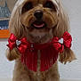 dog, pet, fluffy, bow, red_bow, collar, red_collar, indoor, cute, groomed, portrait, animal, furry, small_dog, sitting, face, ears, fur, adorable, home