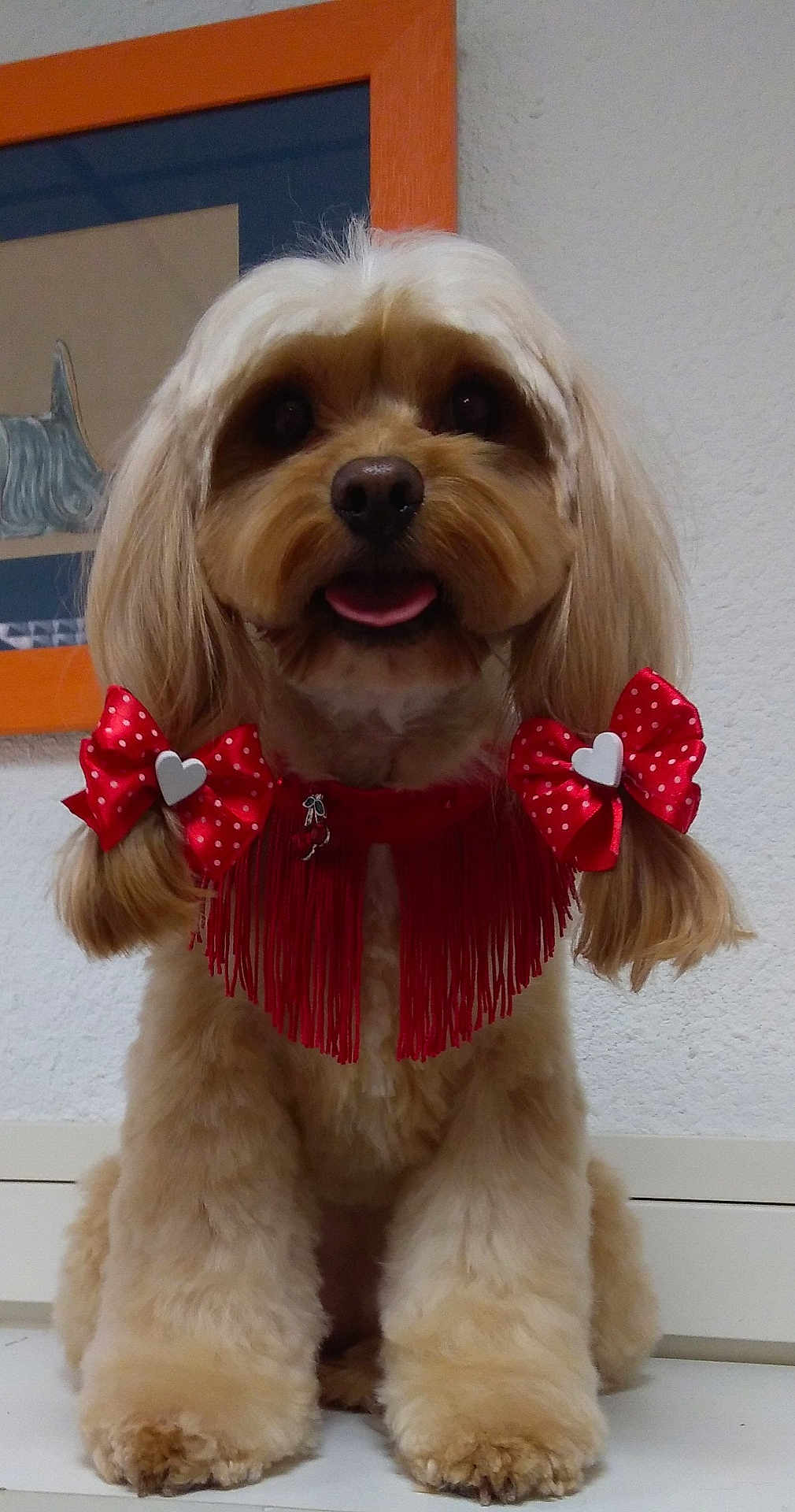 Emy a rejoint le concours — aidez-le/la à gagner de superbes lots ! dog, pet, fluffy, bow, red_bow, collar, red_collar, indoor, cute, groomed, portrait, animal, furry, small_dog, sitting, face, ears, fur, adorable, home