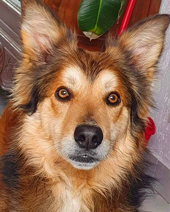 Phoenix a rejoint le concours — aidez-le/la à gagner de superbes lots ! ancient_dog_breeds, canidae, carnivore, companion_dog, dog, dog_breed, fawn, fur, herding_dog, liver, snout, sporting_group, terrestrial_animal, whiskers, working_dog