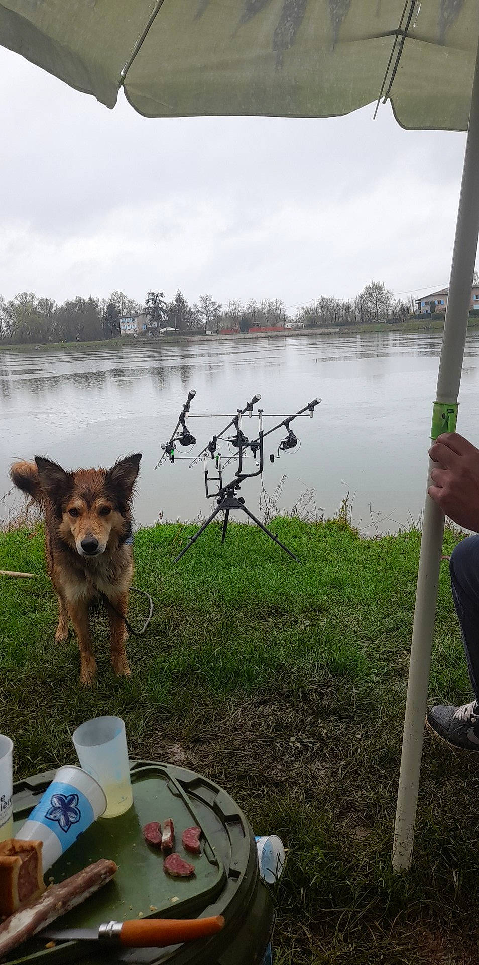 Phoenix a rejoint le concours — aidez-le/la à gagner de superbes lots ! carnivore, cloud, dog, dog_breed, east_european_shepherd, german_shepherd_dog, grass, herding_dog, lake, leash, leisure, old_german_shepherd_dog, plant, recreation, sky, street_light, tree, vertebrate, water, working_animal