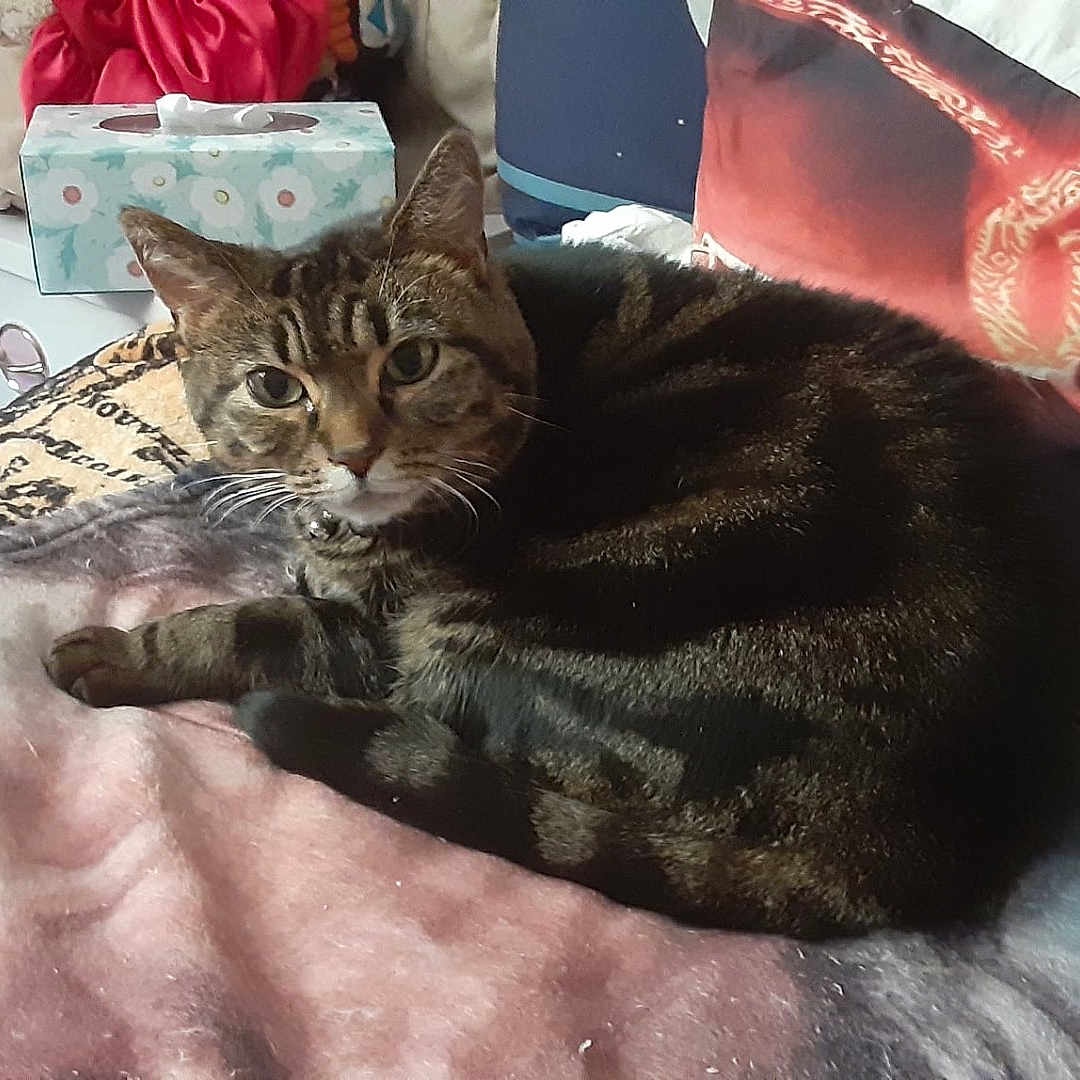 Kyarri is registered to the contest to win money with this photo: animal, bed, blanket, cat, collar, cozy, domestic, face_print, feline, fur, furniture, indoor, pet, pillow, relaxed, resting, room, tabby_cat, tissue_box, whiskers