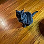 animal, bell, cat, collar, curious, cute, domestic_cat, feline, floor, fur, gray_cat, household, indoor, looking, pet, sitting, small_animal, tail, whiskers, wooden_floor