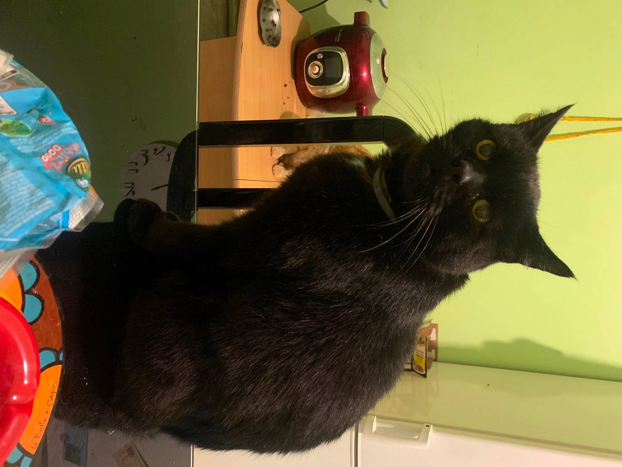 Swaï a rejoint le concours — aidez-le/la à gagner de superbes lots ! black_cat, bombay, box, carnivore, cat, cat_supply, claw, domestic_short_haired_cat, felidae, fur, office_supplies, room, shipping_box, small_to_medium_sized_cats, snout, tail, whiskers