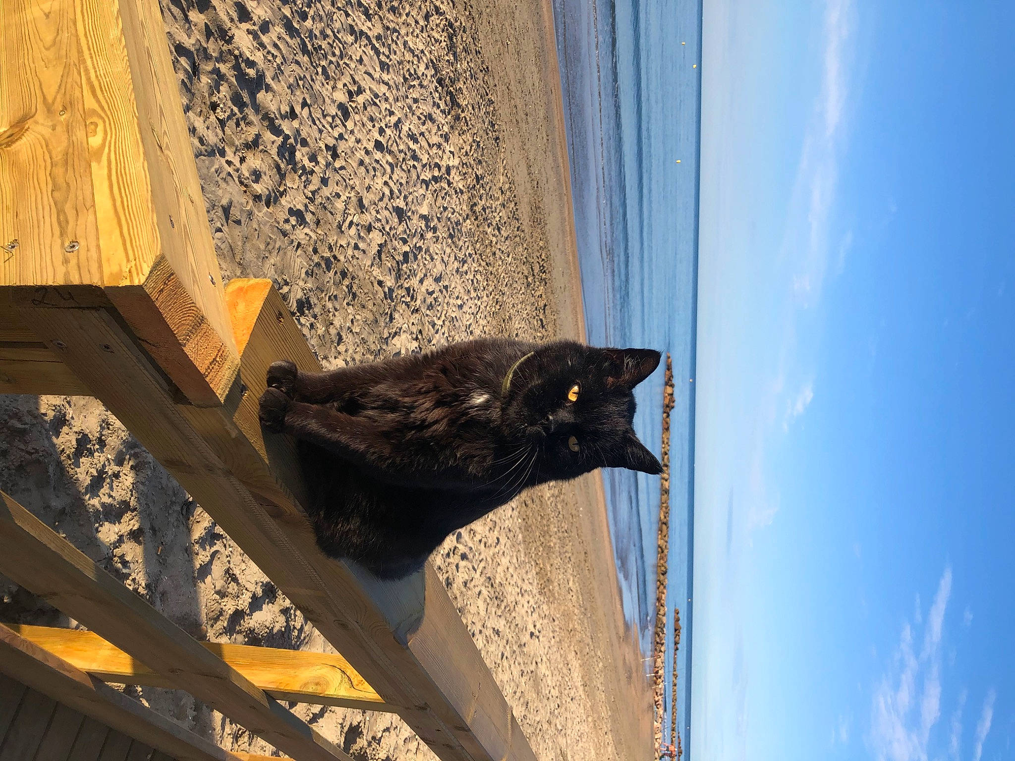 Swaï a rejoint le concours — aidez-le/la à gagner de superbes lots ! art, azure, beauty, building, carnivore, cat, cloud, facade, felidae, plant, sculpture, sky, small_to_medium_sized_cats, statue, sunlight, tints_and_shades, tree, water, window, wood