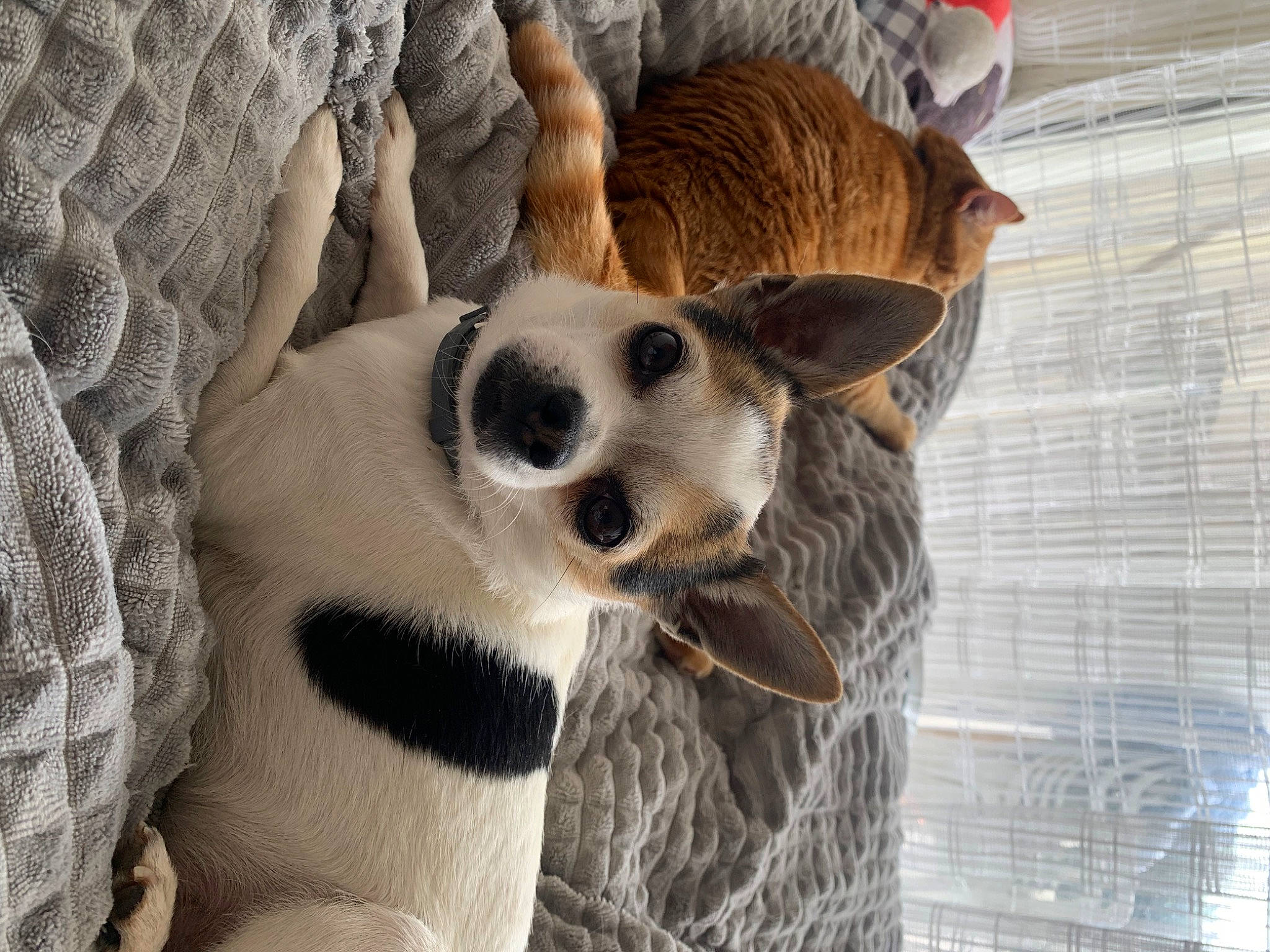 Lyke participe au concours pour gagner de l'argent avec cette photo : animal_shelter, canidae, carnivore, claw, comfort, companion_dog, dog, dog_breed, fawn, foot, fur, mesh, pattern, paw, snout, sporting_group, terrestrial_animal, whiskers, wildlife, wood