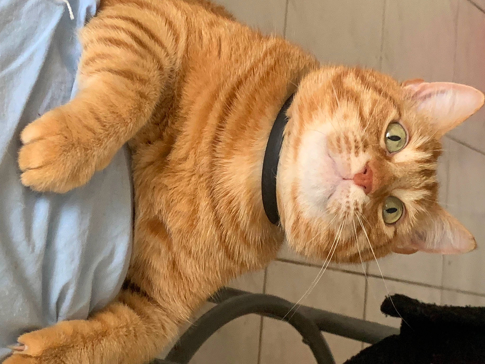 Lyke participe au concours pour gagner de l'argent avec cette photo : carnivore, cat, claw, collar, comfort, domestic_short_haired_cat, ear, eye, fawn, felidae, fur, glasses, paw, small_to_medium_sized_cats, snout, tail, whiskers, window, wood, wrinkle