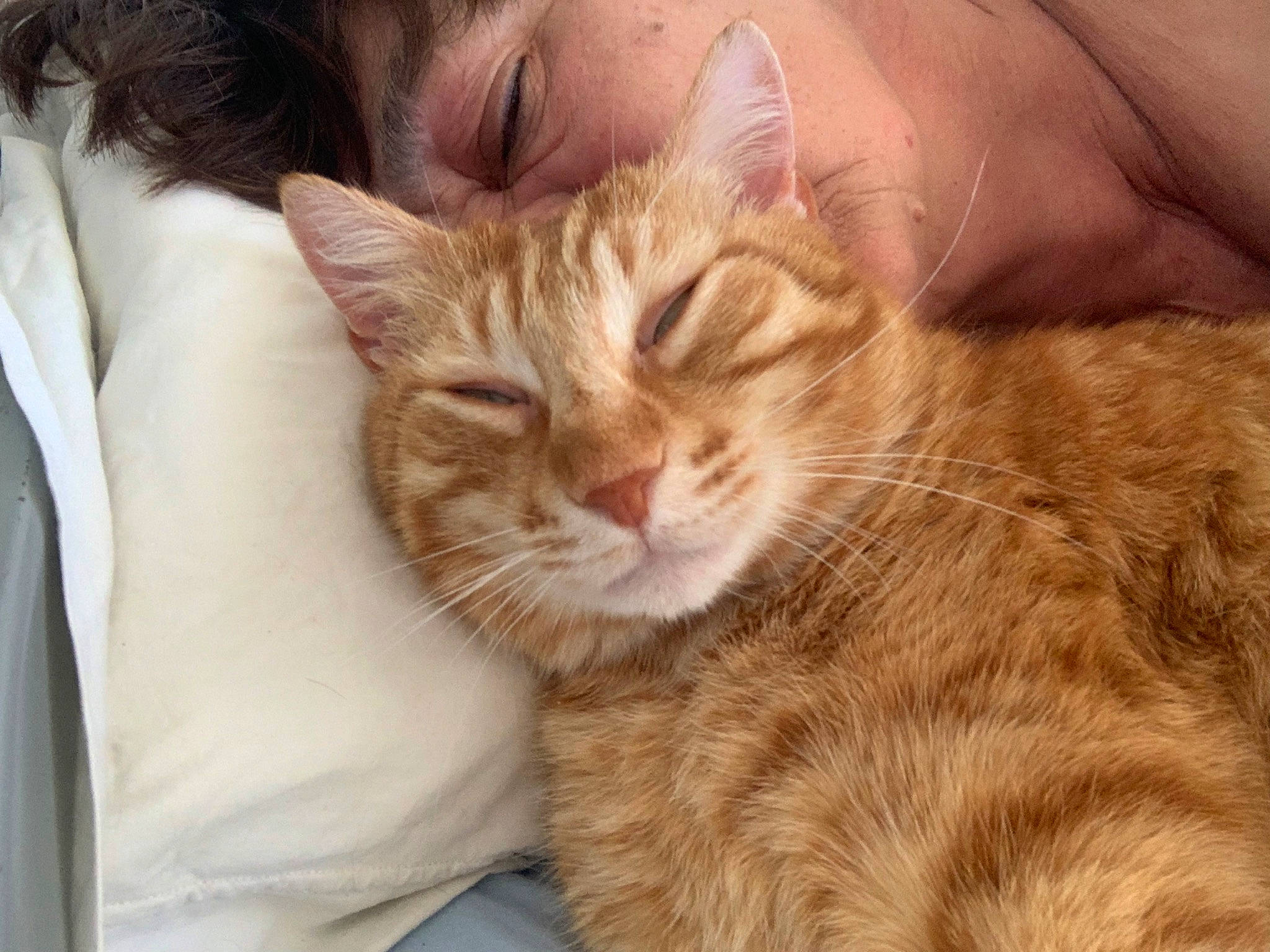 Lyke a rejoint le concours — aidez-le/la à gagner de superbes lots ! carnivore, cat, claw, comfort, domestic_short_haired_cat, ear, eye, fawn, felidae, fur, gesture, grass, paw, sitting, small_to_medium_sized_cats, snout, tail, whiskers, wildlife, wrinkle