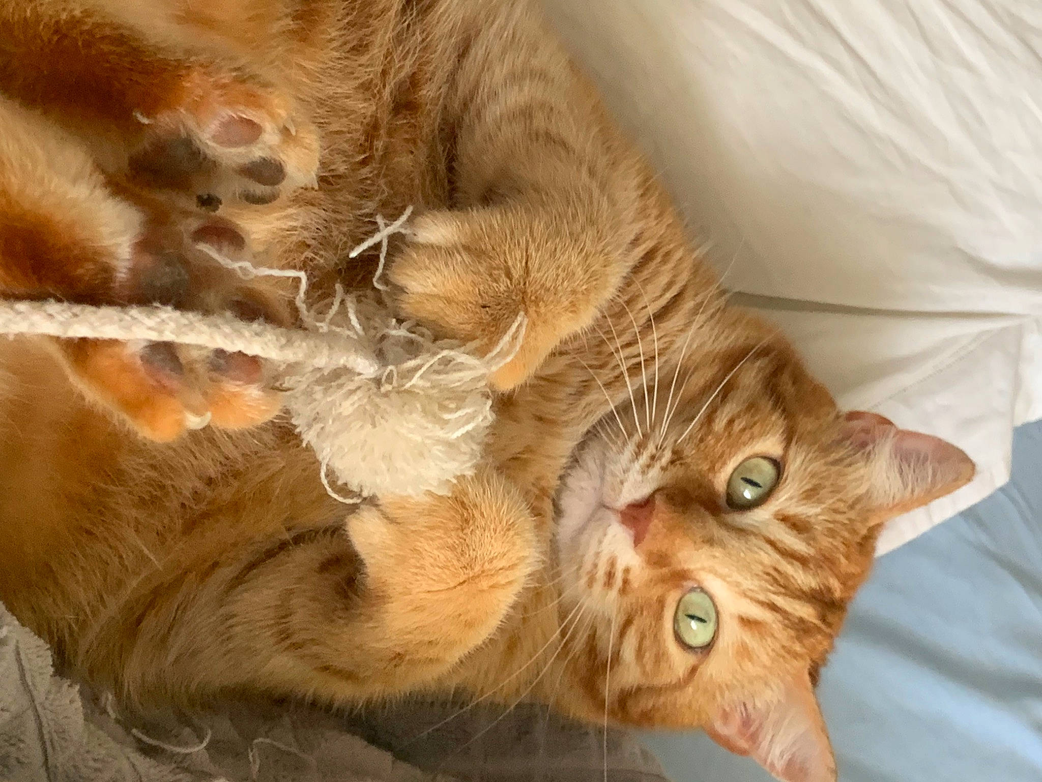 Lyke participe au concours pour gagner de l'argent avec cette photo : carnivore, cat, claw, close_up, comfort, domestic_short_haired_cat, fawn, felidae, foot, fur, paw, small_to_medium_sized_cats, tail, terrestrial_animal, whiskers, wildlife, wood