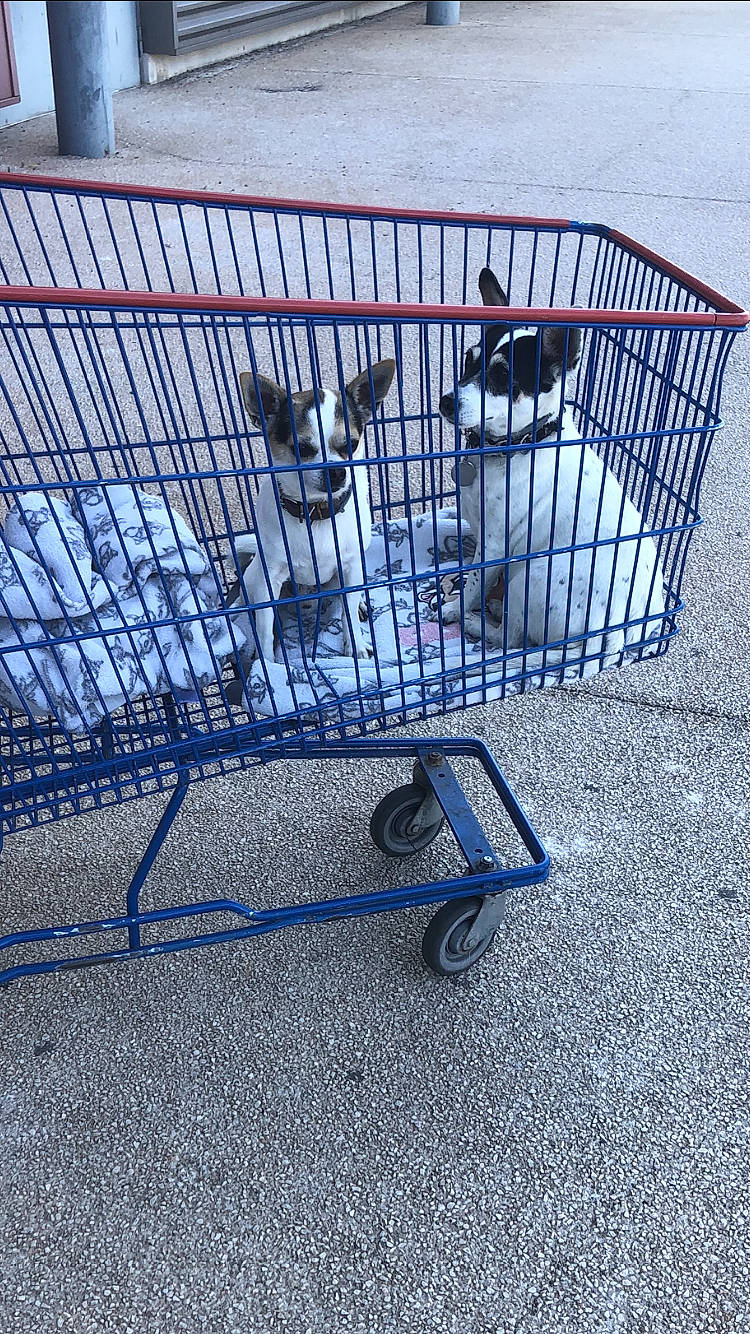 Nouki a rejoint le concours — aidez-le/la à gagner de superbes lots ! animal_shelter, auto_part, automotive_exterior, cart, composite_material, dog_supply, electric_blue, gas, grille, line, mesh, metal, motor_vehicle, pet_supply, service, shopping_cart, steel, vertebrate, wheel