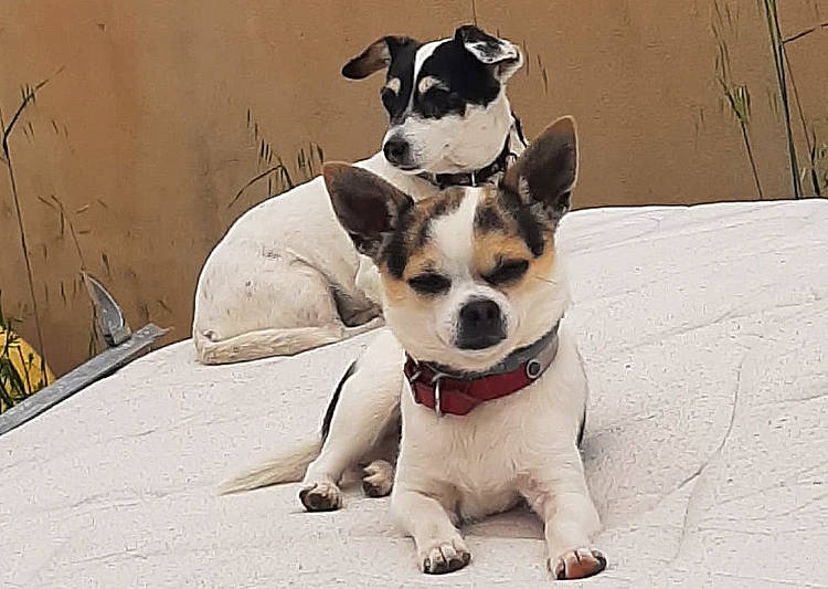 Nouki a rejoint le concours — aidez-le/la à gagner de superbes lots ! canidae, carnivore, collar, comfort, companion_dog, dog, dog_breed, dog_collar, dog_supply, fawn, fur, paw, pet_supply, sitting, small_terrier, snout, sporting_group, terrier, whiskers, working_animal