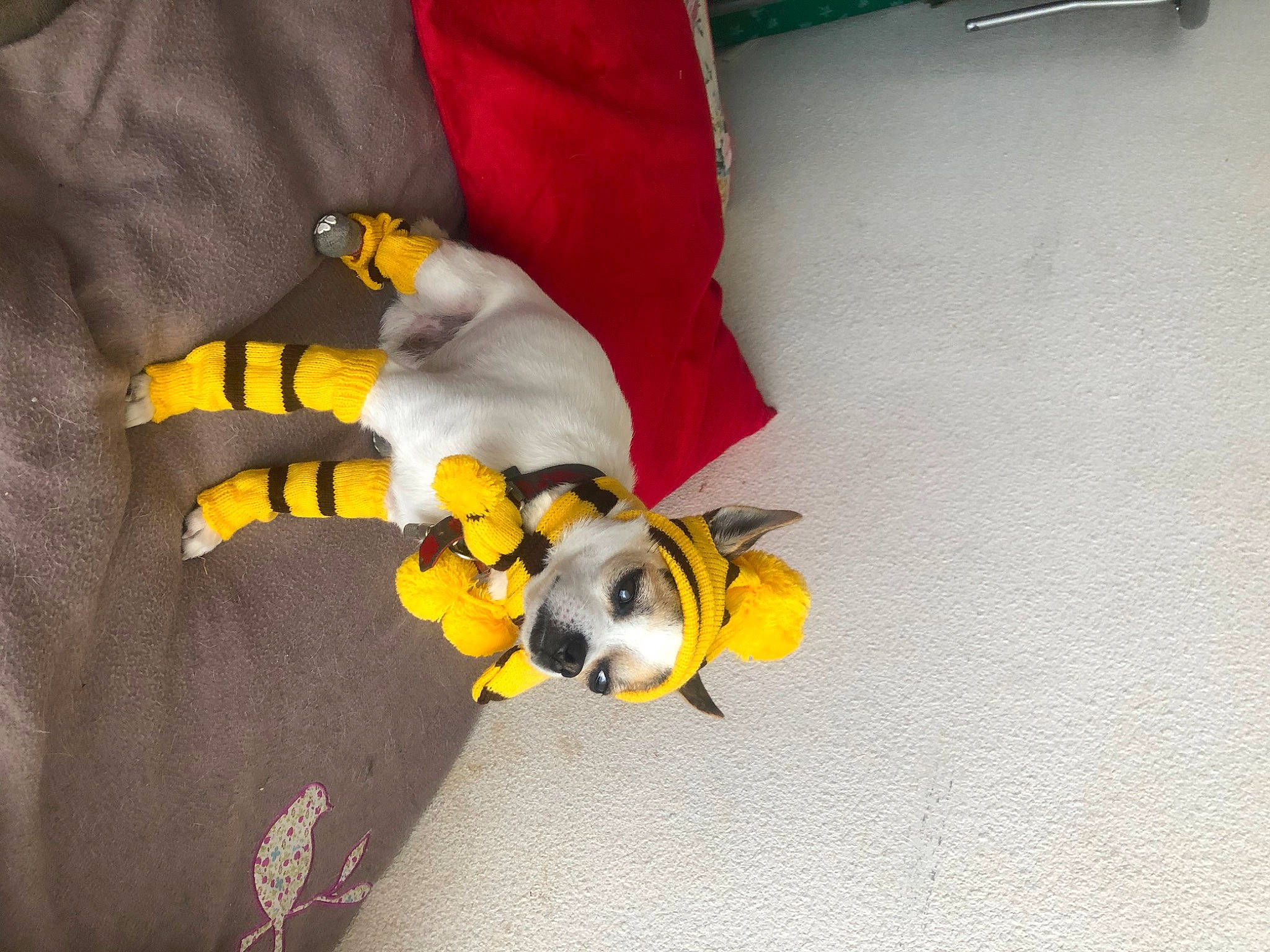 Nouki participe au concours pour gagner de l'argent avec cette photo : baby_toddler_clothing, carmine, comfort, fashion_accessory, flooring, fur, human_leg, insect, linens, mammal, nail, pattern, personal_protective_equipment, plush, sleeve, stuffed_toy, terrestrial_animal, thigh, toy, vertebrate