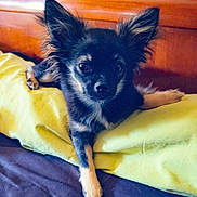 Bibou participe au concours pour gagner de l'argent avec cette photo : bed, black, blanket, cozy, curtain, cute, dog, ears, eyes, fur, indoor, lying_down, pet, portrait, puppy, relaxed, resting, small_dog, tan, wooden_headboard