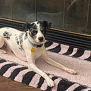 Indigo is registered to the contest to win money with this photo: dog, lying_down, indoor, rug, fireplace, black_and_white, collar, pet, floor, wood_floor, decor, relaxed, animal, mammal, home, resting, fur, companion, domestic, cute