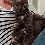 Iris a rejoint le concours — aidez-le/la à gagner de superbes lots ! kitten, cat, person, striped_shirt, lap, indoor, feline, pet, gray_cat, white_patch, curious, cozy, cute, fur, clothing, human, sitting, comfort, closeup, relaxed