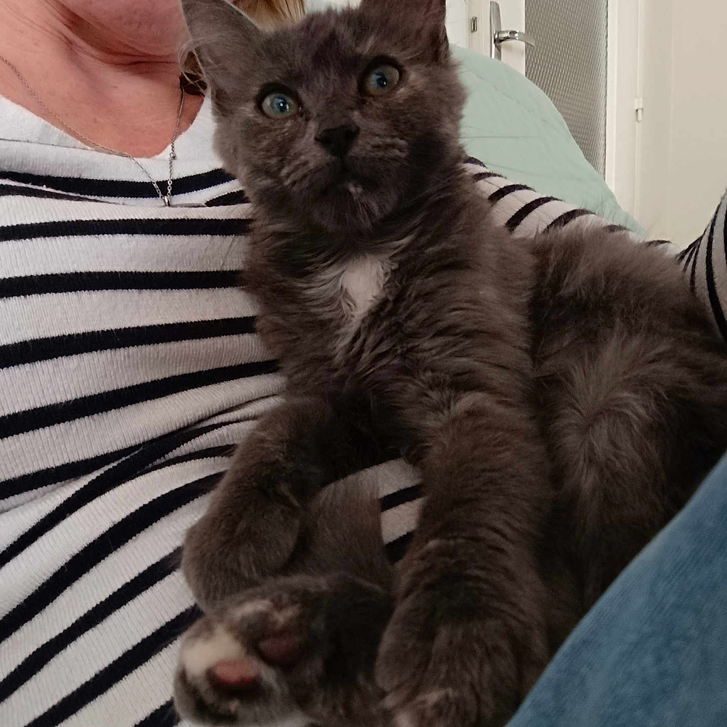 Iris a rejoint le concours — aidez-le/la à gagner de superbes lots ! cat, closeup, clothing, comfort, cozy, curious, cute, feline, fur, gray_cat, human, indoor, kitten, lap, person, pet, relaxed, sitting, striped_shirt, white_patch
