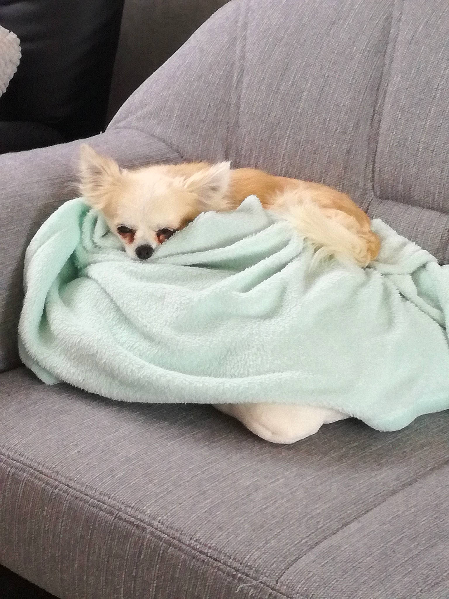 Lola participe au concours pour gagner de l'argent avec cette photo : blanket, canidae, carnivore, chihuahua, companion_dog, dog, dog_breed, dog_clothes, dog_supply, fawn, fur, furniture, pomeranian, puppy, toy_dog