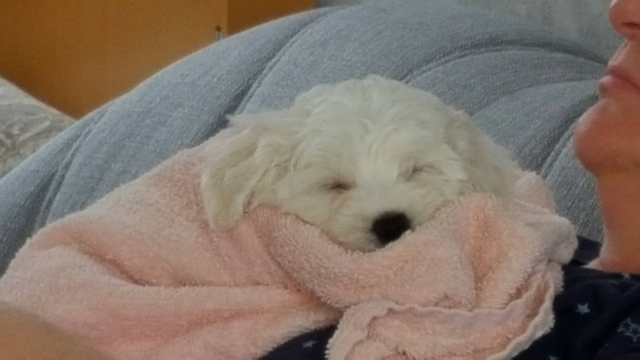 Channelle a rejoint le concours — aidez-le/la à gagner de superbes lots ! bichon, bichon_frise, bolognese, bolonka, canidae, carnivore, companion_dog, dog, dog_breed, maltepoo, maltese, mammal, miniature_poodle, non_sporting_group, poodle_crossbreed, puppy, puppy_love, schnoodle, toy_dog, vertebrate