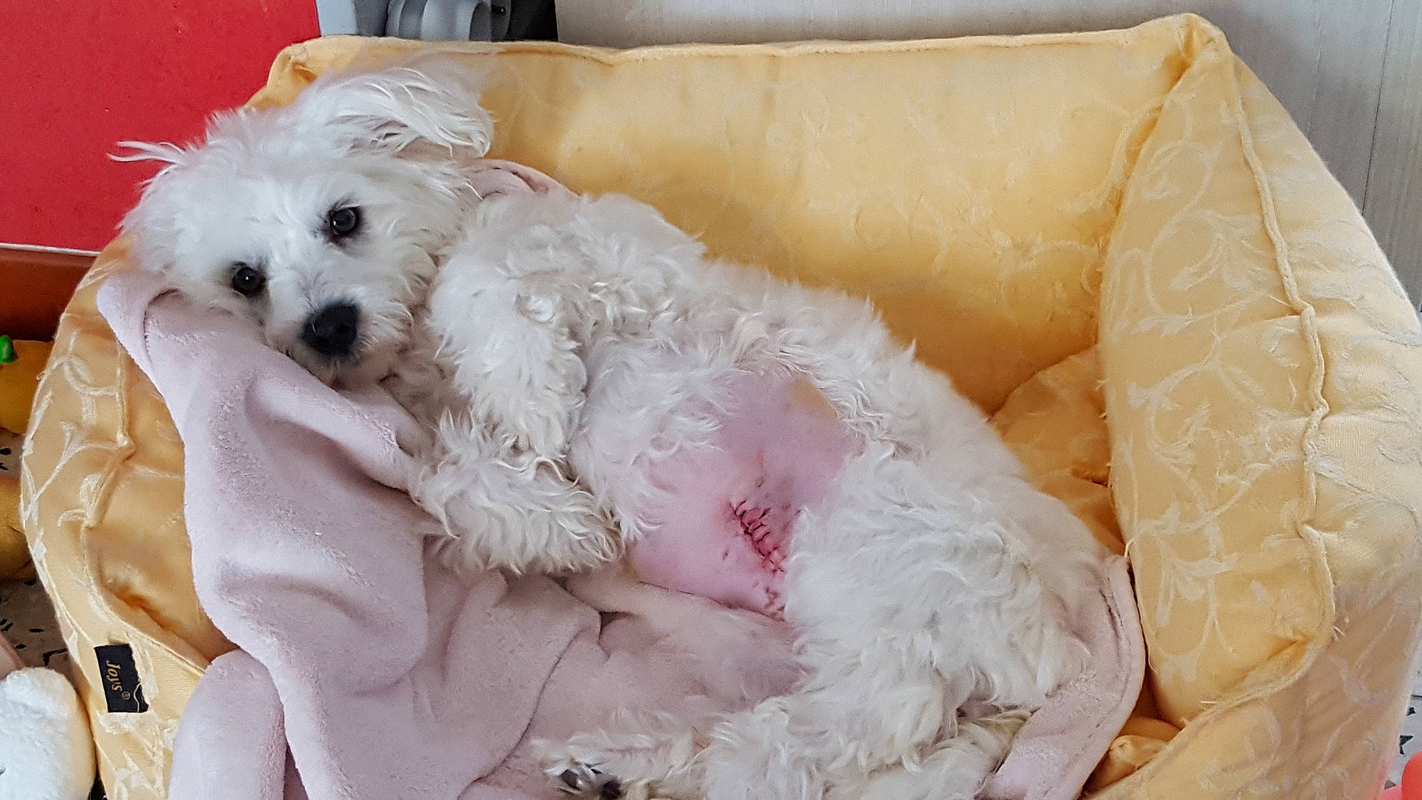 Channelle participe au concours pour gagner de l'argent avec cette photo : bichon, bolognese, bolonka, canidae, carnivore, companion_dog, dog, dog_breed, maltepoo, maltese, mammal, non_sporting_group, poodle_crossbreed, puppy, puppy_love, schnoodle, skin, toy_dog, toy_poodle, vertebrate