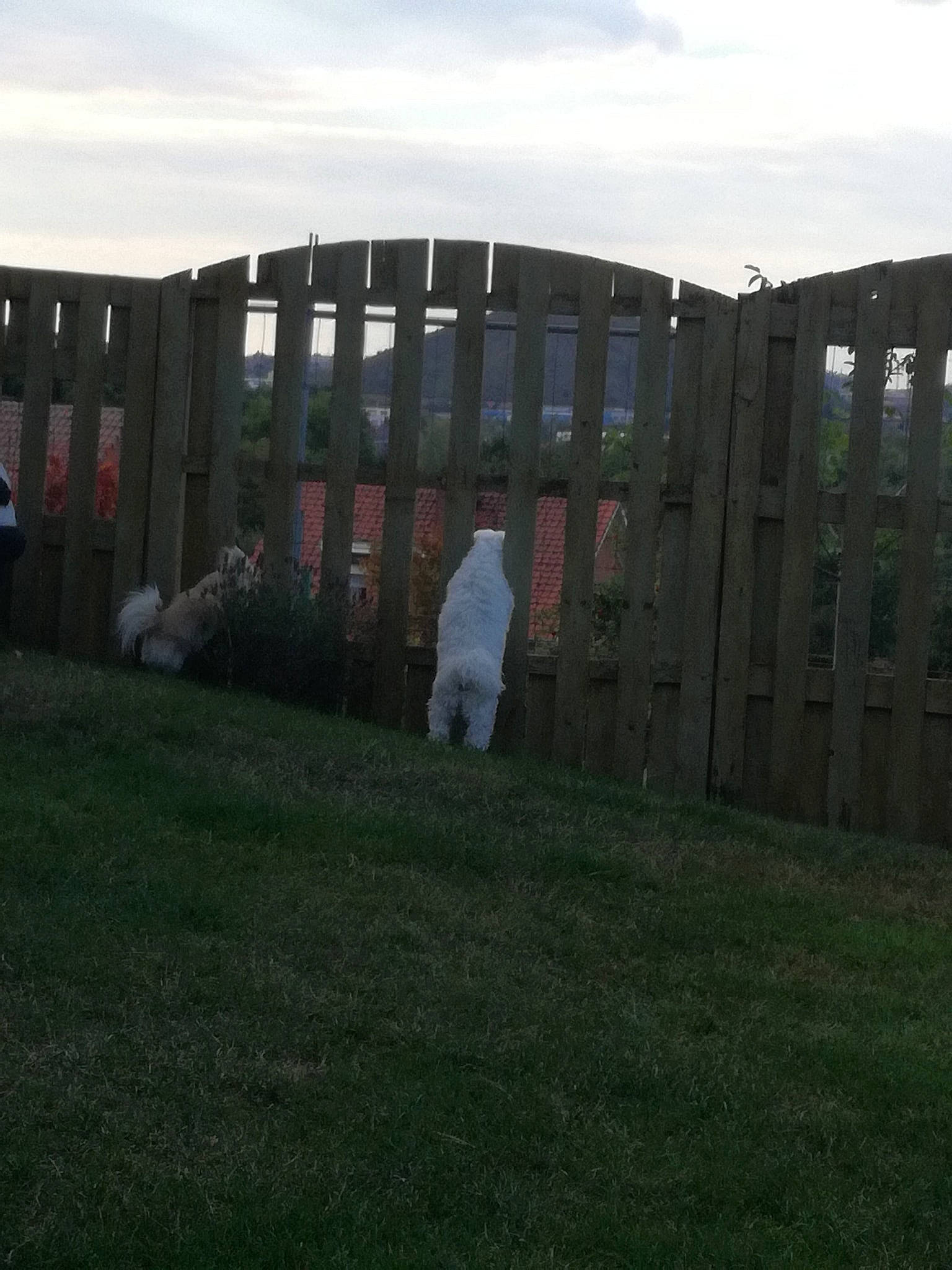 Channelle participe au concours pour gagner de l'argent avec cette photo : architecture, fence, grass, land_lot, lawn, plant, wall, yard