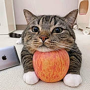 Lily joined the competition — help win amazing prizes! animal, apple, cat, computer, electronics, food, fruit, hardwood, kitten, laptop, manx, pc, pet, plant, produce, racket, sport, stainedwood, tennis, wood