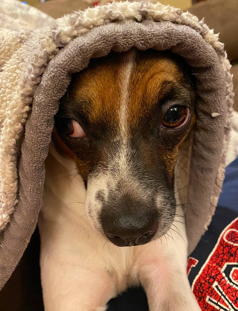 Bandit joined the competition — help win amazing prizes! ancient_dog_breeds, canidae, carnivore, comfort, companion_dog, dog, dog_breed, ear, fawn, fur, non_sporting_group, paw, puppy, puppy_love, snout, sporting_group, street_dog, terrestrial_animal, whiskers, working_animal