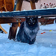 Ugo a rejoint le concours — aidez-le/la à gagner de superbes lots ! cat, black_cat, snow, outdoor, wooden_bench, winter, animal, pet, fur, nature, snowflakes, yellow_eyes, feline, cold, garden, plants, wood, quiet, solitary, animal_portrait