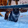 cat, black_cat, snow, outdoor, wooden_bench, winter, animal, pet, fur, nature, snowflakes, yellow_eyes, feline, cold, garden, plants, wood, quiet, solitary, animal_portrait
