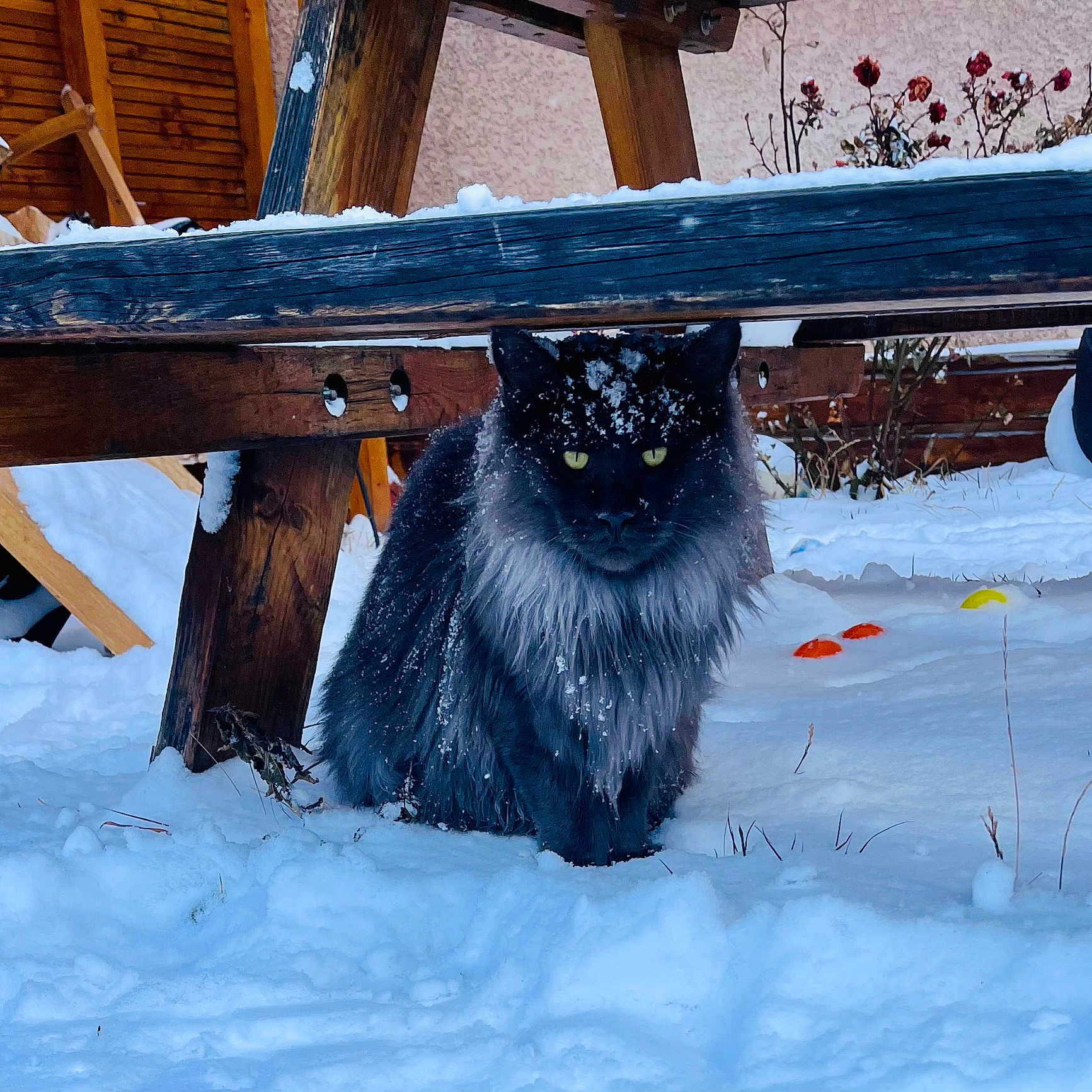 Ugo a rejoint le concours — aidez-le/la à gagner de superbes lots ! cat, black_cat, snow, outdoor, wooden_bench, winter, animal, pet, fur, nature, snowflakes, yellow_eyes, feline, cold, garden, plants, wood, quiet, solitary, animal_portrait