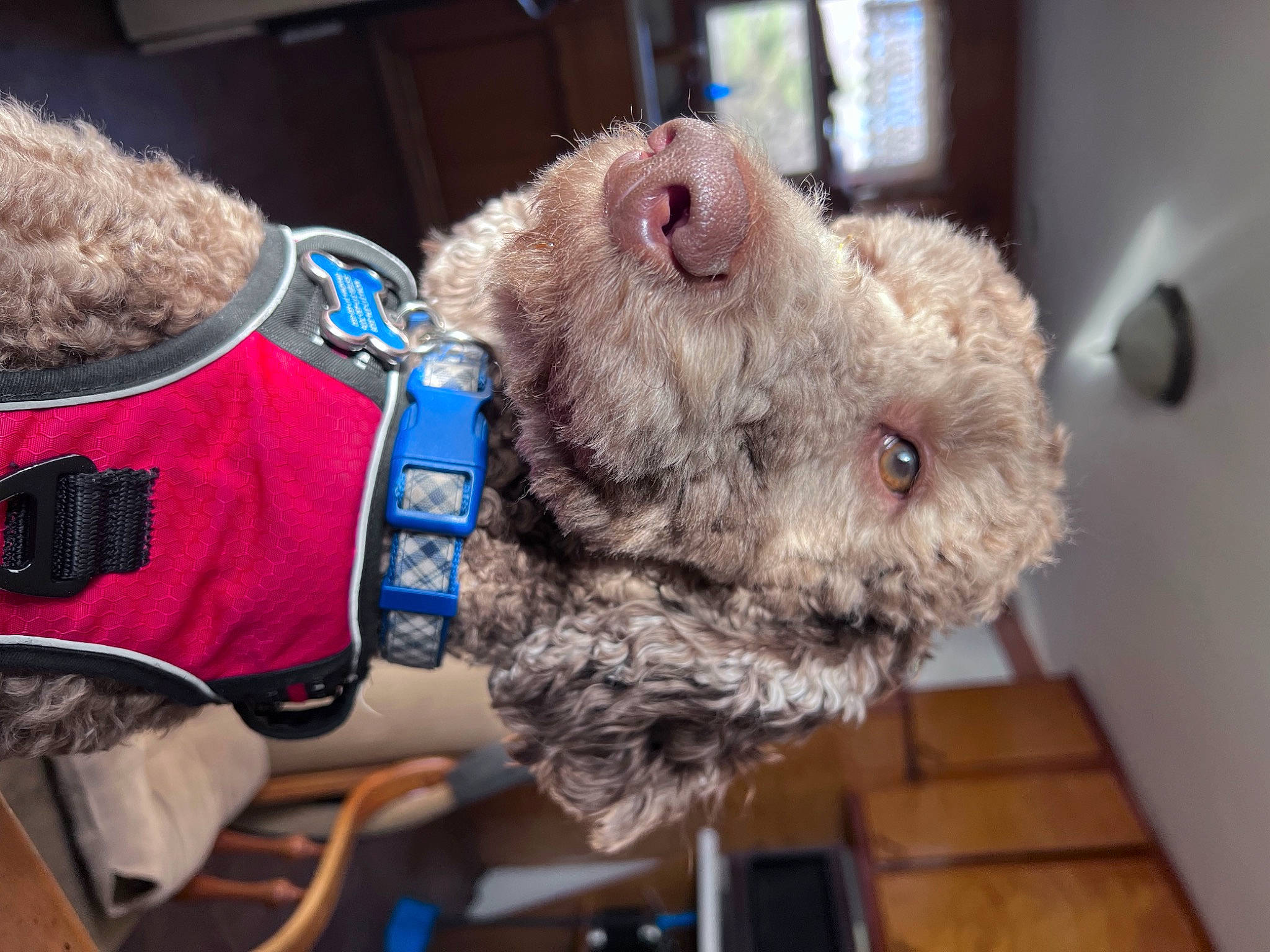 Mako is registered to the contest to win money with this photo: canidae, carnivore, collar, companion_dog, dog_breed, ear, fawn, felidae, fur, personal_protective_equipment, plush, small_to_medium_sized_cats, snout, sporting_group, stuffed_toy, toy, whiskers, wool, working_animal, wrinkle