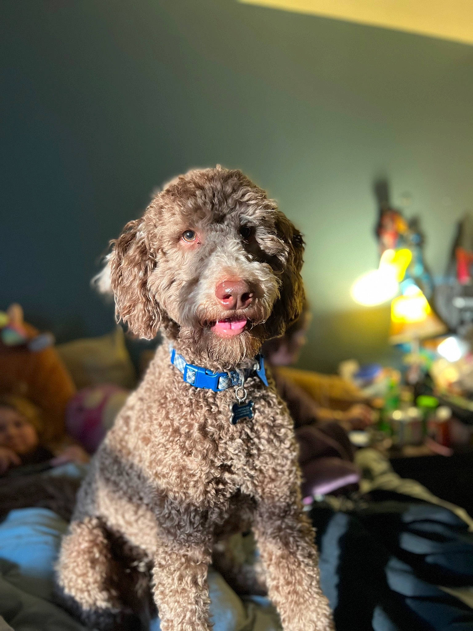 Mako joined the competition — help win amazing prizes! canidae, carnivore, companion_dog, dog, dog_breed, dog_collar, event, fur, labradoodle, liver, non_sporting_group, poodle, poodle_crossbreed, puppy, snout, spaniel, sporting_group, terrier, toy_dog, water_dog