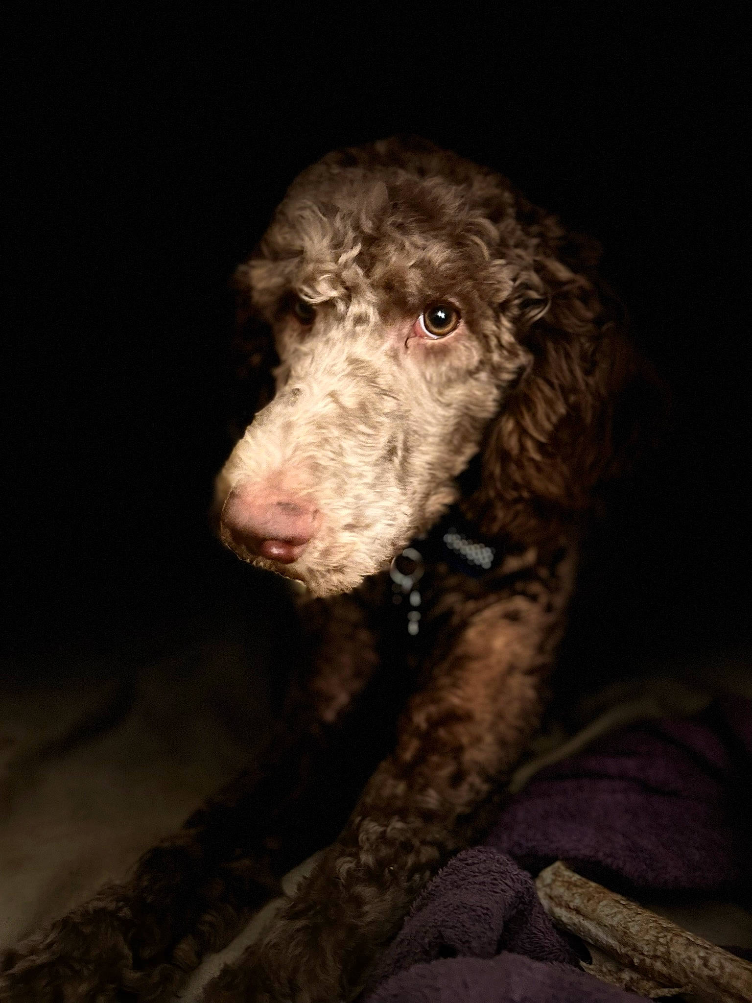 Mako joined the competition — help win amazing prizes! canidae, carnivore, companion_dog, darkness, dog, dog_breed, fur, liver, non_sporting_group, poodle, snout, spaniel, sporting_group, terrestrial_animal, water_dog, working_animal